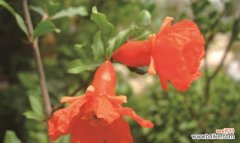 石榴花的花语有哪些？