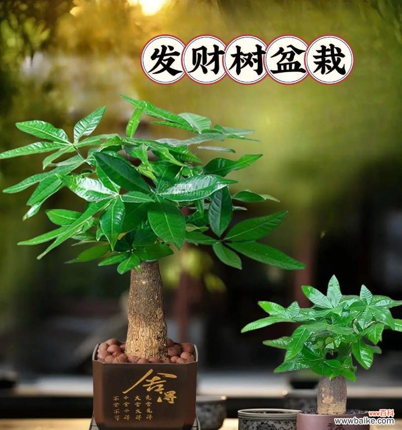 开业送什么盆栽树好?有哪些吉祥的盆栽推荐?