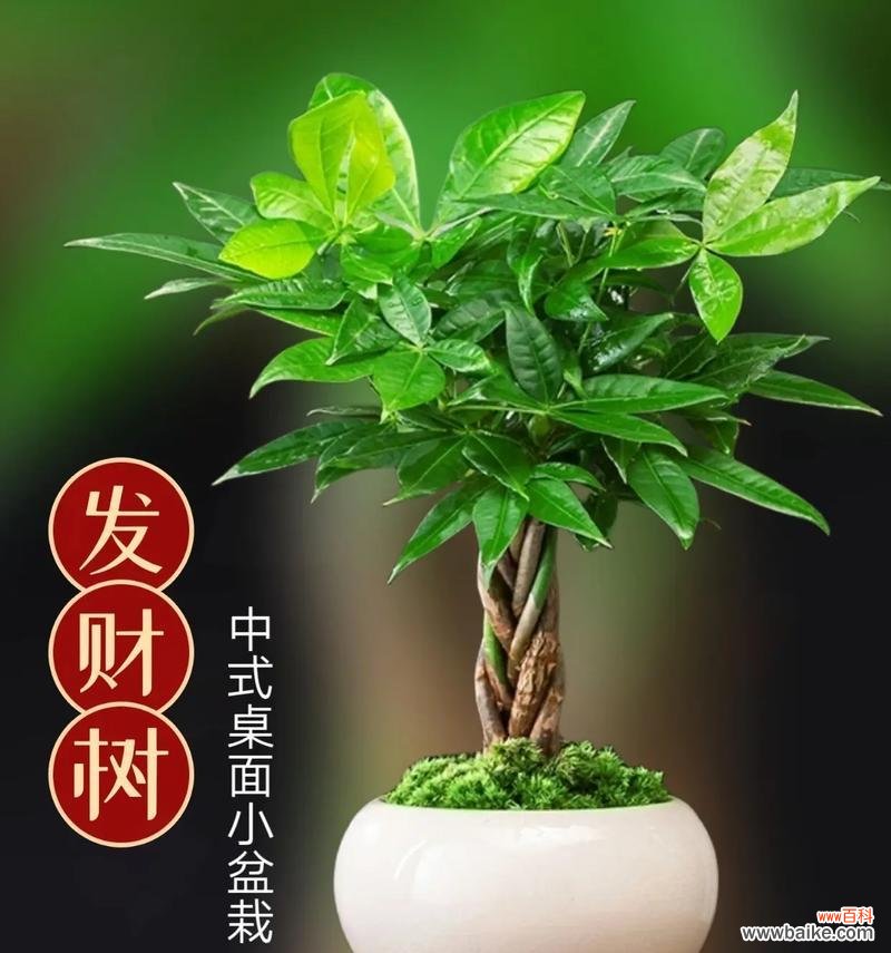 开业送什么盆栽树好?有哪些吉祥的盆栽推荐?