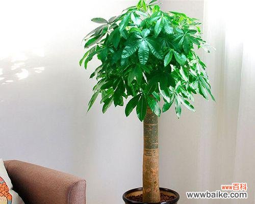 开业送什么盆栽树好?有哪些吉祥的盆栽推荐?