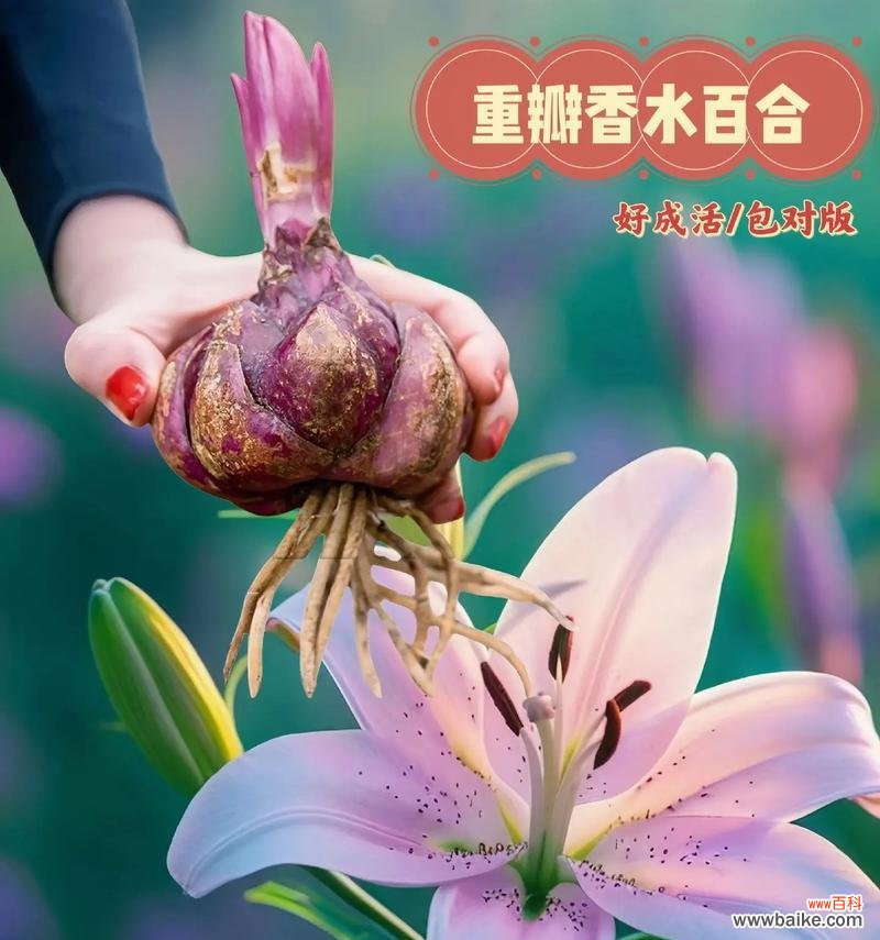 在心中种一朵百合花代表什么？百合花在情感表达中的含义是什么？