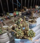 看望病人送什么植物？哪些植物是探病时的理想选择？