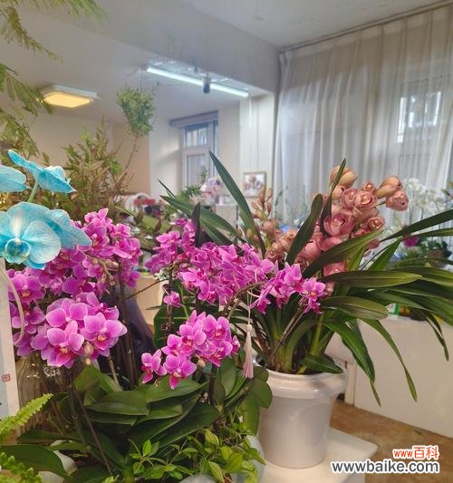 兰花的花语是什么？送兰花有哪些特别的意义？