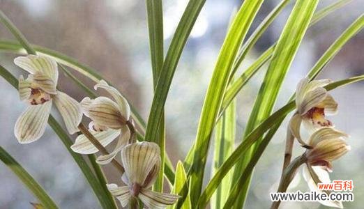 兰花的花语是什么？送兰花有哪些特别的意义？