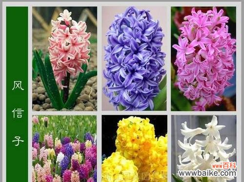 解读这朵美丽的春季花卉 风信子花语与寓意