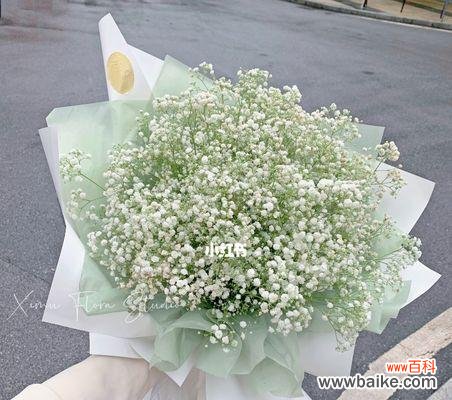 探寻满天星花的神话故事与寓意 满天星花的传说与花语