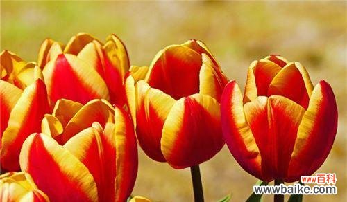 探究郁金香的象征意义 郁金香花语与寓意