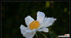 揭示白芍药的内涵与象征 解读白芍药的花语