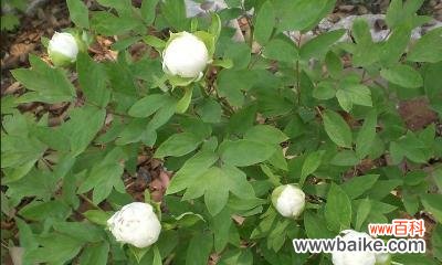 揭示白芍药的内涵与象征 解读白芍药的花语