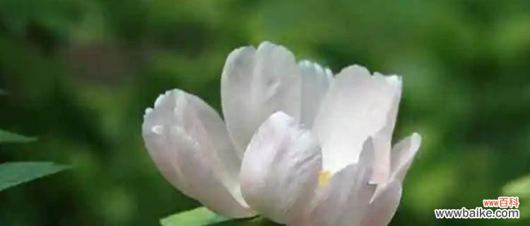 揭示白芍药的内涵与象征 解读白芍药的花语