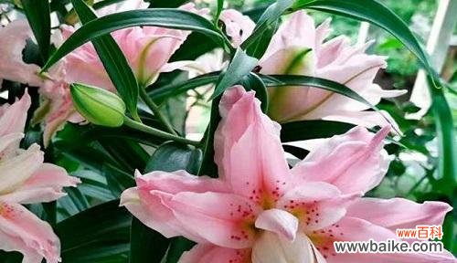 承载爱情的卡萨布兰卡，如何诠释它的花语？ 卡萨布兰卡花语——爱的承诺