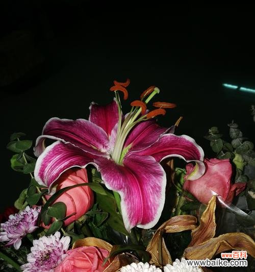 承载爱情的卡萨布兰卡，如何诠释它的花语？ 卡萨布兰卡花语——爱的承诺