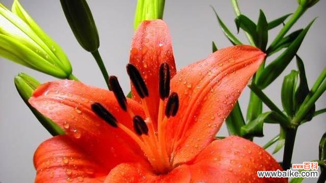 用花语解读圣心百合的神秘语言 探寻圣心百合的花语之美