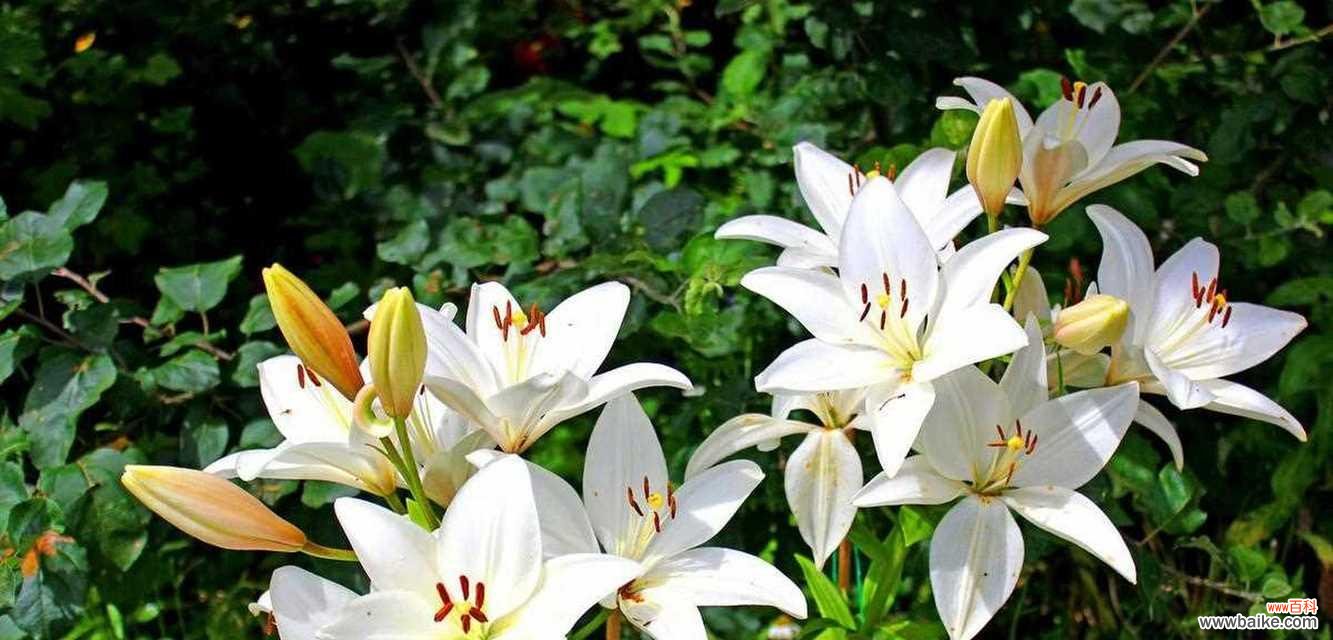 用花语解读圣心百合的神秘语言 探寻圣心百合的花语之美