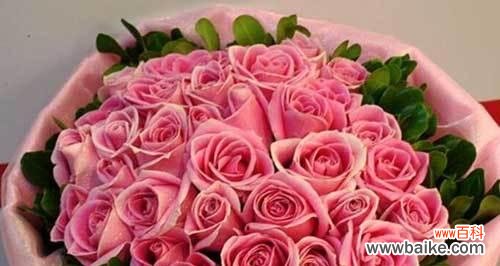 传达爱和美的象征 千日粉花语的含义