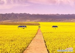 揭秘油菜花的内涵，让你对它更了解 油菜花的花语与寓意