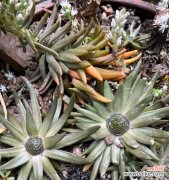 解读多肉植物开花的象征意义 多肉植物开花的含义