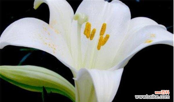 探究百合花背后的深层含义 探究百合花背后的深层含义