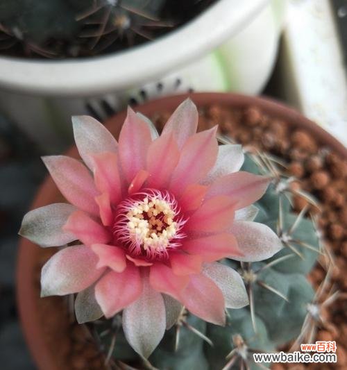 探索仙人球的含义，传达花语信息 仙人球的花语与意义