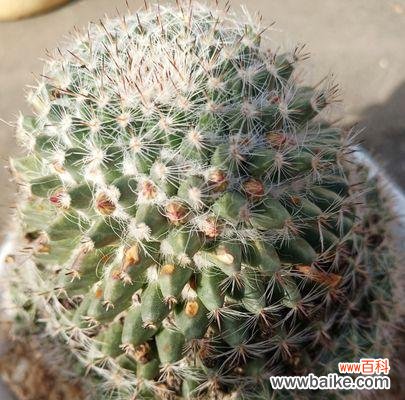 探索仙人球的含义，传达花语信息 仙人球的花语与意义