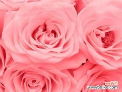 追寻玫瑰花背后的真实内涵 玫瑰花的真正含义