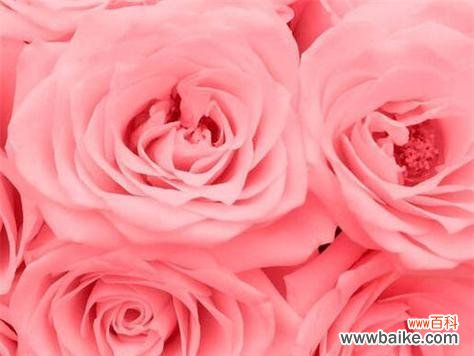 追寻玫瑰花背后的真实内涵 玫瑰花的真正含义