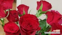 用花朵数来传递心意的深远含义 玫瑰花朵数的象征意义