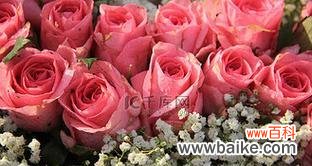 红粉丝带玫瑰花代表什么？