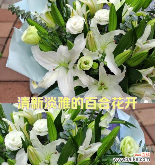 11朵百合花语的含义是什么?11朵百合代表了什么?