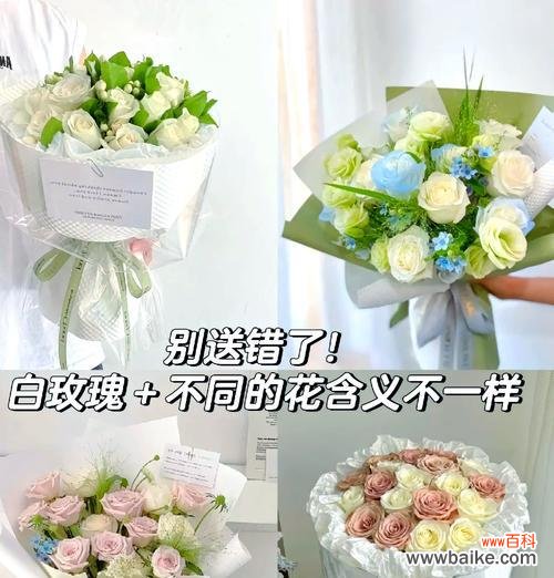 白玫瑰不是蔷薇的花语是什么？白玫瑰与蔷薇的区别在哪里？