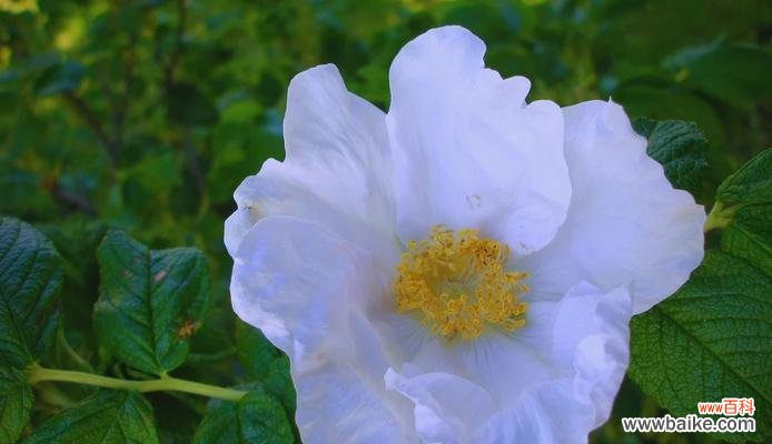 白玫瑰不是蔷薇的花语是什么？白玫瑰与蔷薇的区别在哪里？