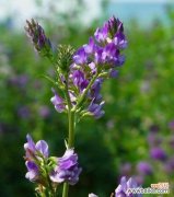 苜蓿的花语是什么？苜蓿花象征着什么？