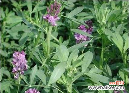 苜蓿的花语是什么？苜蓿花象征着什么？