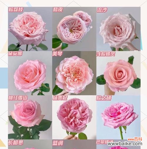 九朵粉色玫瑰的含义是什么？它们象征着什么？