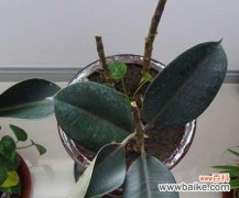 萍萍在植物界中代表什么？它的特性有哪些？