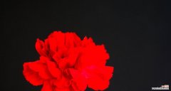 黑色康乃馨传递什么信息？有何特殊含义？