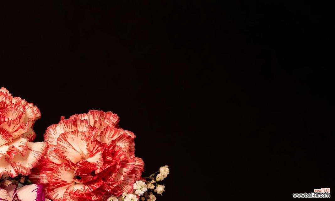 黑色康乃馨传递什么信息？有何特殊含义？