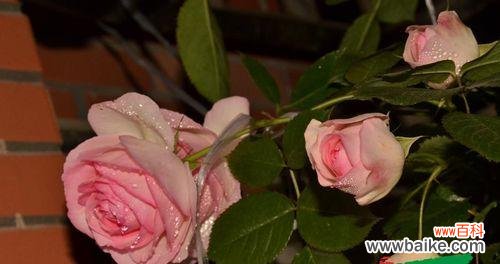 探究宝石花的寓意，传递花语的魅力 用花语传递真情——宝石花的花语