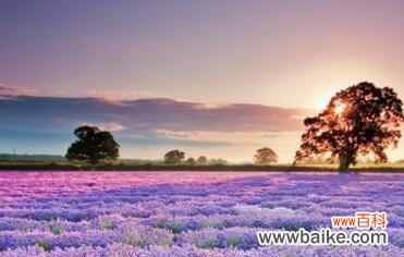 揭示薰衣草的文化内涵与象征意义 薰衣草的美与寓意