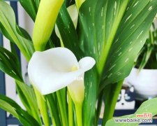 揭示马蹄莲的神秘面纱 马蹄莲的花语与意义