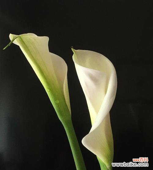 揭示马蹄莲的神秘面纱 马蹄莲的花语与意义