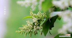 探究女贞花的神秘面纱及其花语 女贞花花语解析