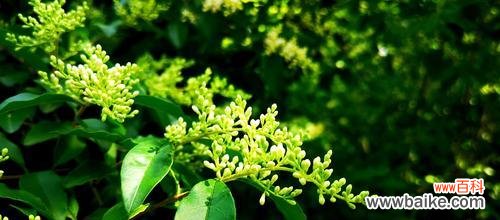 探究女贞花的神秘面纱及其花语 女贞花花语解析