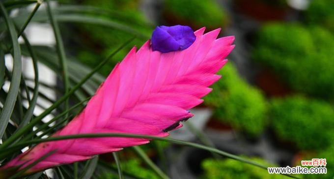 主题：铁兰的传说与花语