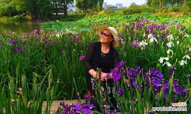 探究古老而神秘的植物语言 菖蒲花的花语