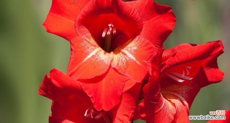 探究古老而神秘的植物语言 菖蒲花的花语