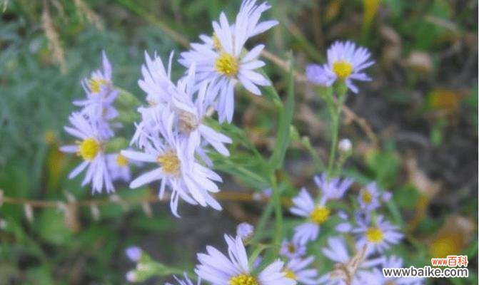 探秘紫菀花的花语与文化内涵 紫菀花语的深刻寓意