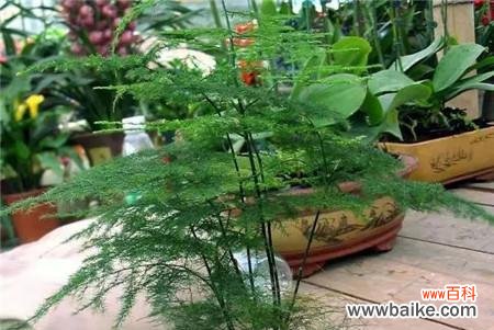 传递永恒的象征 文竹花语