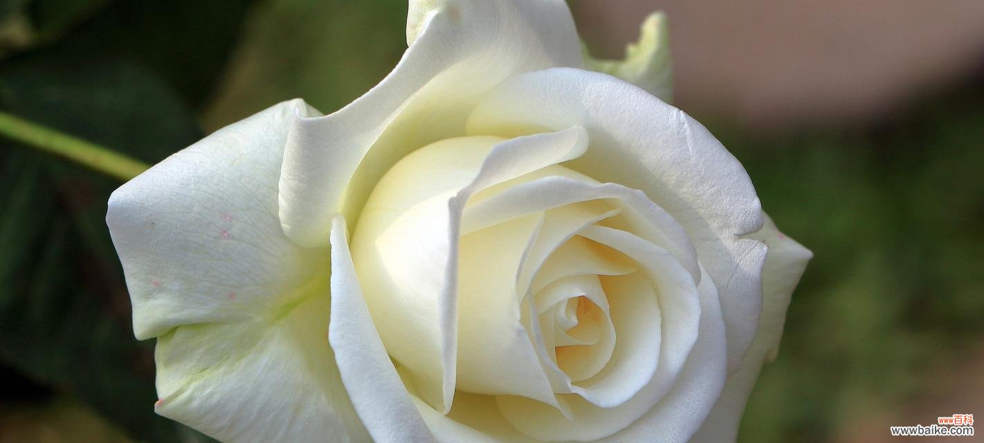 探究白色玫瑰的象征意义和文化背景 白色玫瑰的含义