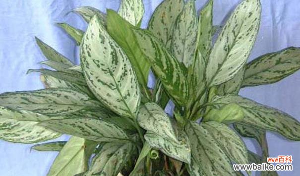 中国文化中的“吉祥之掌” 探秘粉掌的代表意义